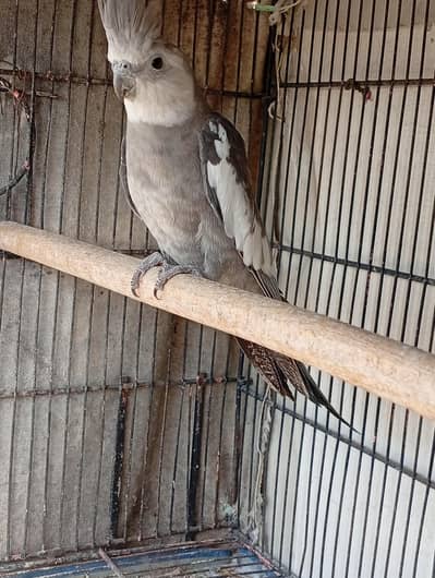Beautiful Cockatiel Pair Available-Ready to Breed