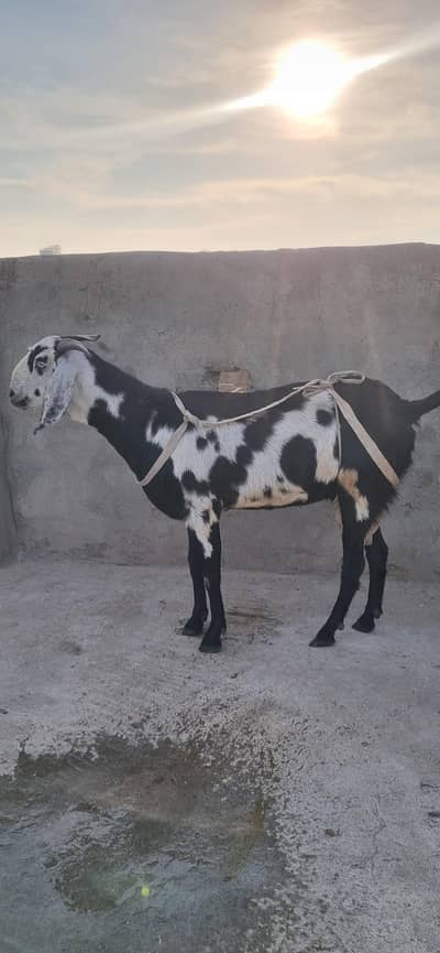 Bakri for sale