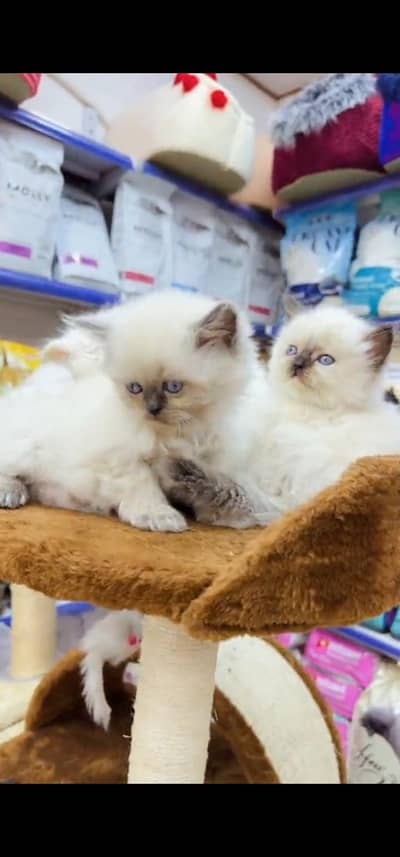 Quality Persian Punch face cat & kitten is 03354625856 WhatsApp