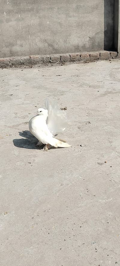 Fancy pigeon for sale