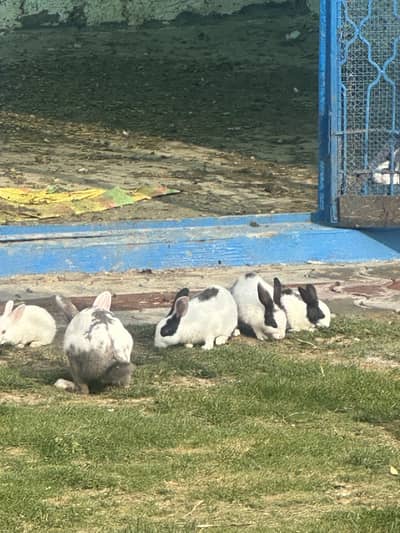 Rabbits for sale