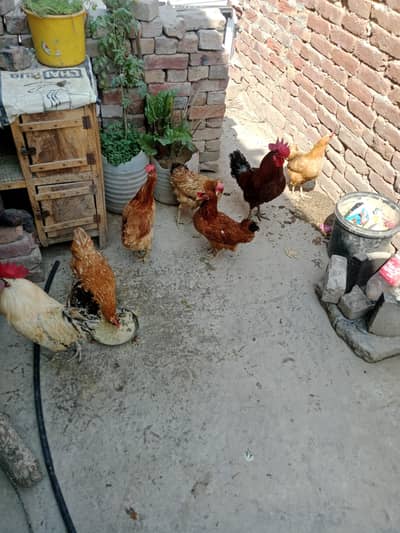 (03287016972)GOLDEN MISRI murgia han. 5 murgia. 2 murgy. (03287016972).