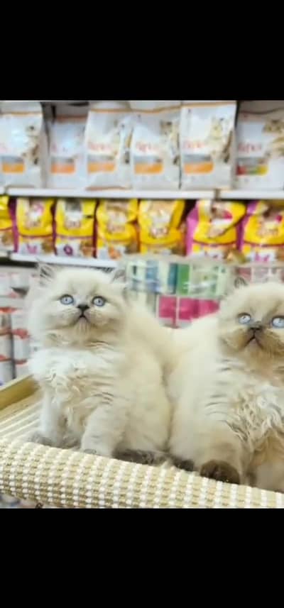 Quality Persian Punch face cat & kitten is 03354625856 WhatsApp