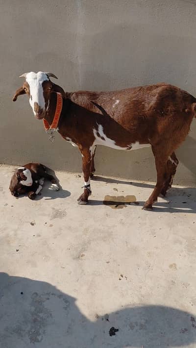 2 dant teddy Female only