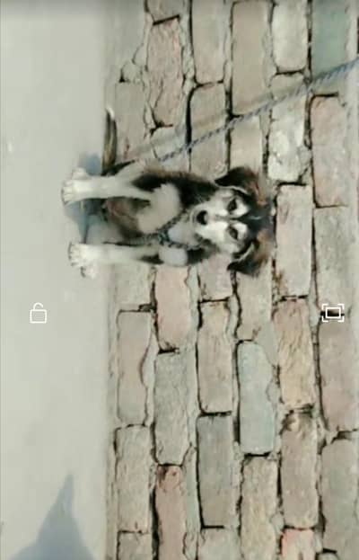 female dog black wight mix  very beautiful