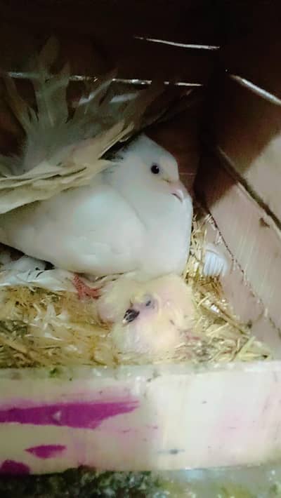 lakka pair with chiks