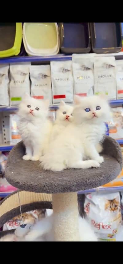 Quality Persian Punch face cat & kitten is 03354625856 WhatsApp