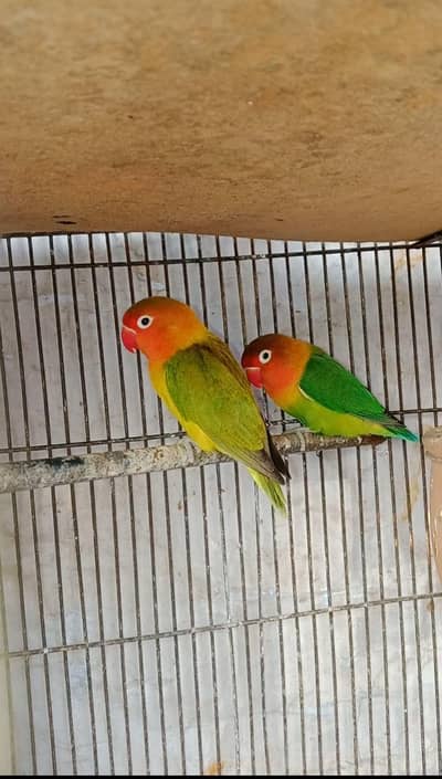 Love bird pair for sale