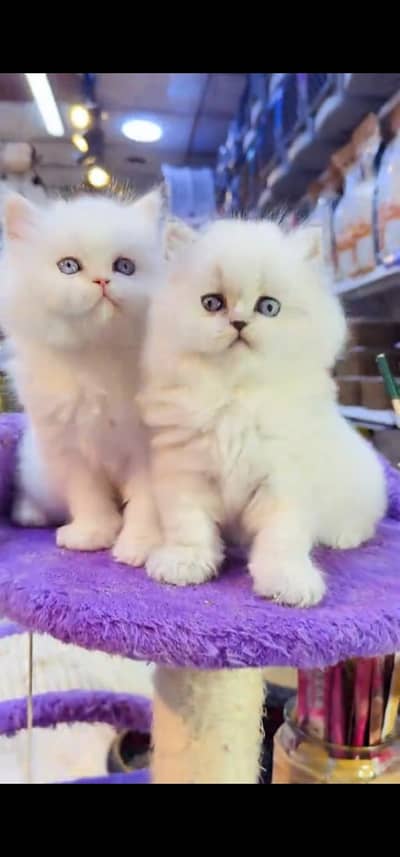Quality Persian Punch face cat & kitten is 03354625856 WhatsApp