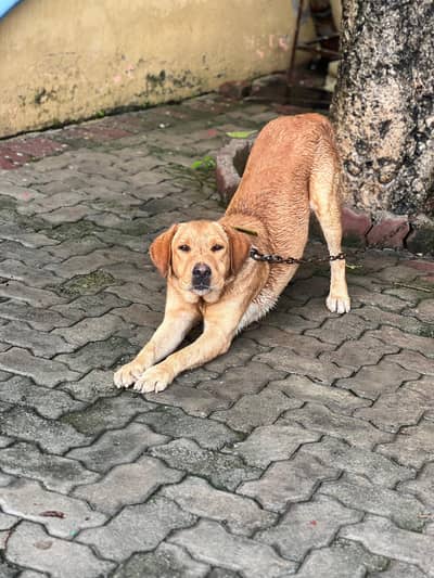 High quality male for sale