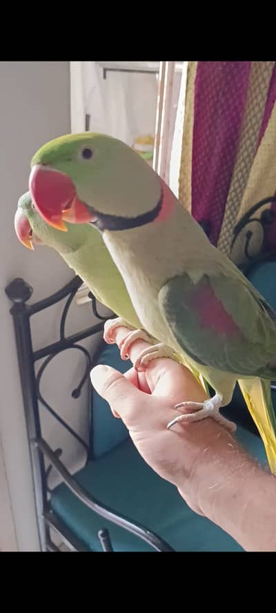 Breeder Handtame Talking Raw Parrot Pair for Sale Contact 03362838259