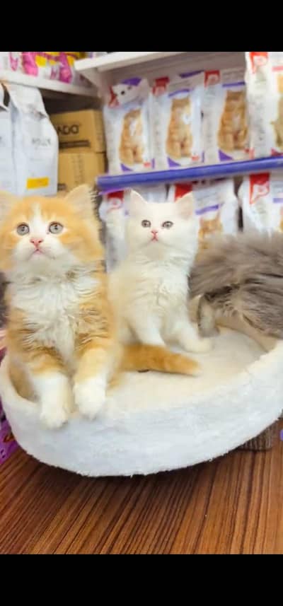 Quality Persian Punch face cat & kitten is 03354625856 WhatsApp