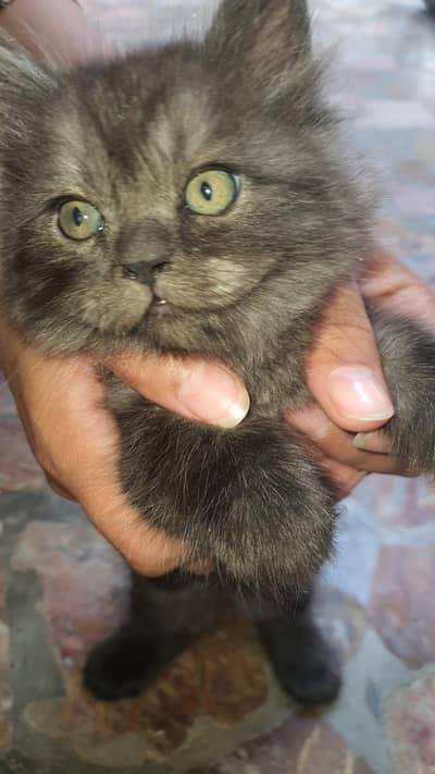 4000 female kitten