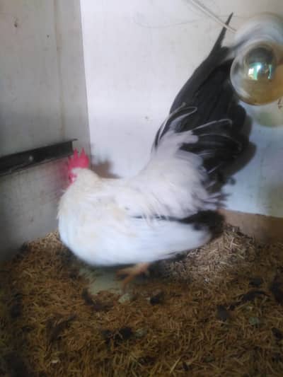 Black Tail Japanese English game bantam