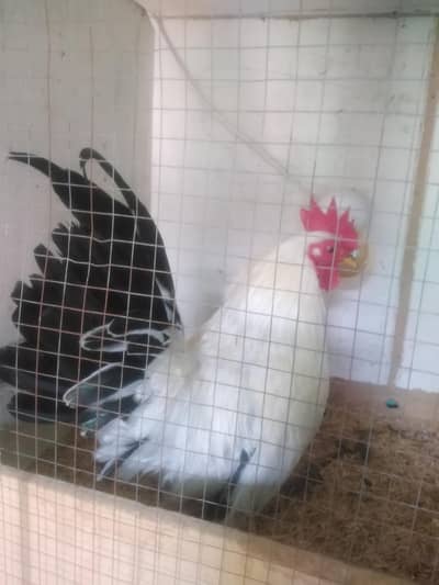 Black Tail Japanese English game bantam