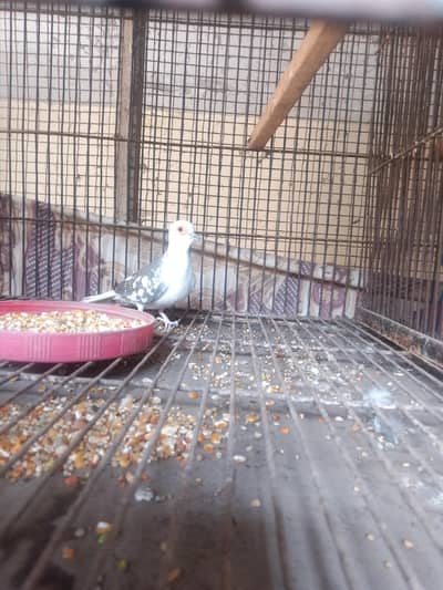 daimad paid dove female available age 4 month plus
