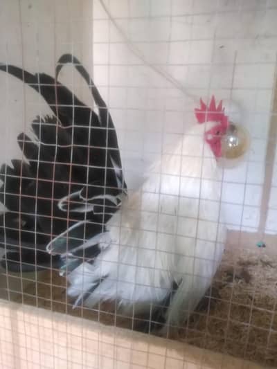 Japanese bantam male black tail English game