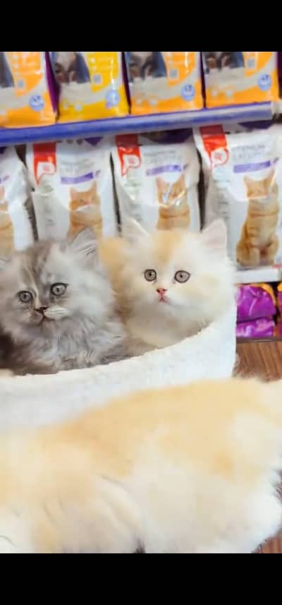 Quality Persian Punch face cat & kitten is 03354625856 WhatsApp