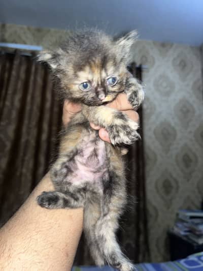 5 Persian kittens punch face