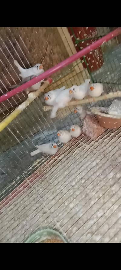 zebra finches