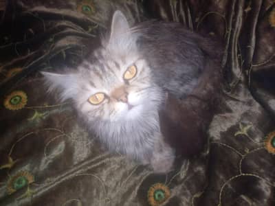 Cute Persian Cat for Sale