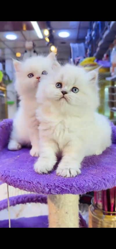 Quality Persian Punch face cat & kitten is 03354625856 WhatsApp