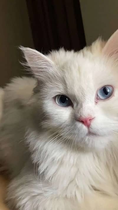 Beautiful cat for sale