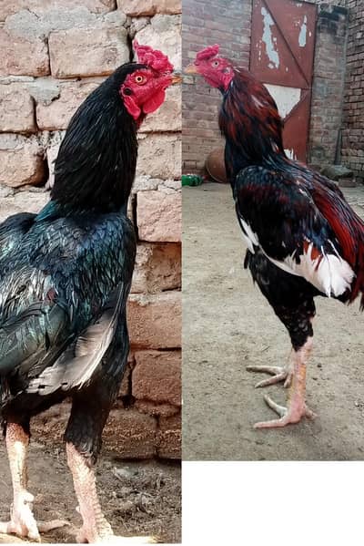 Two breeder Pakistani males