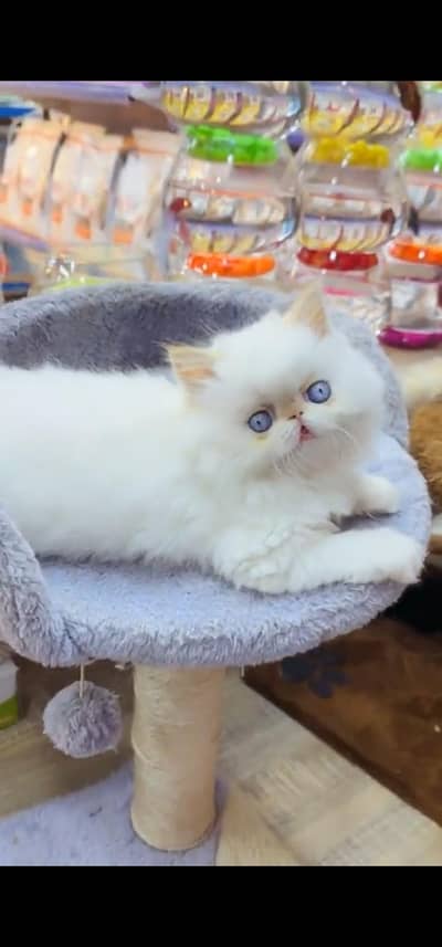 Quality Persian Punch face cat & kitten is 03354625856 WhatsApp