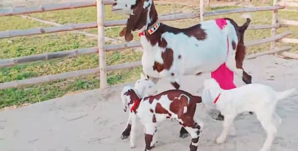 3 Bacchon Ka Sath Desi Bakri For Sale,, call 03102729869