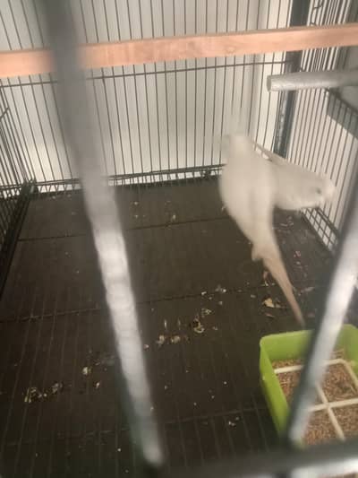 coctail breeder pair Wtp 03241858868