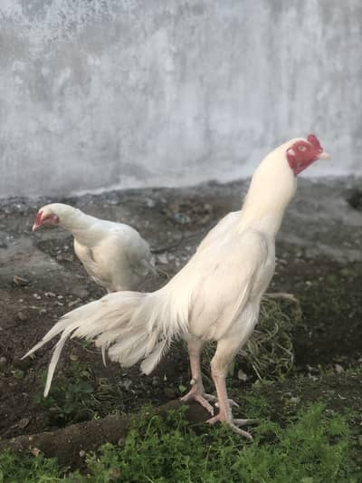 White aseel pair for sale 03109274822 location hazro