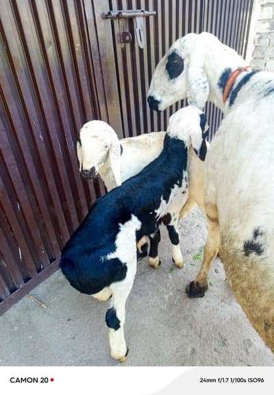 sheep for sale with 2 kids 1 male 1 female