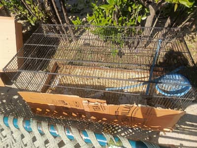 zarrar cage 3 portion