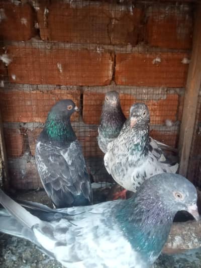 kabotr 03054000665 par