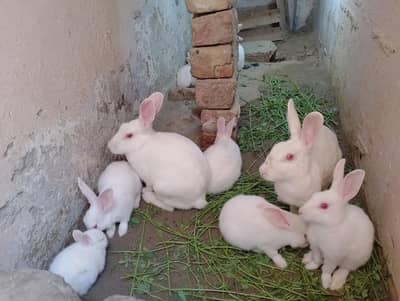 Red Eyes Rabbit For sale