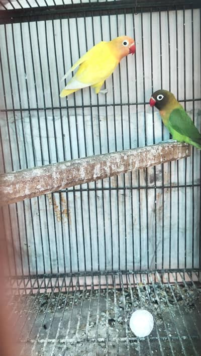 Love Birds black mask  chicks