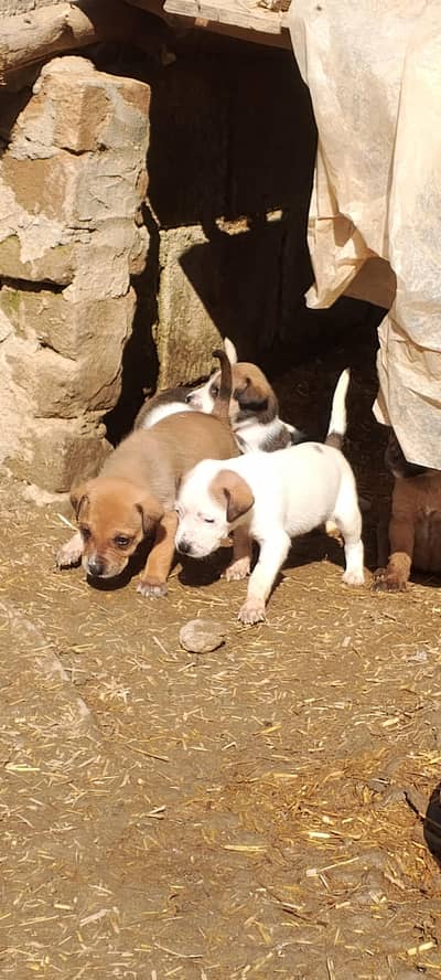 rottweiler afghan guchi cross puppy available for security z +