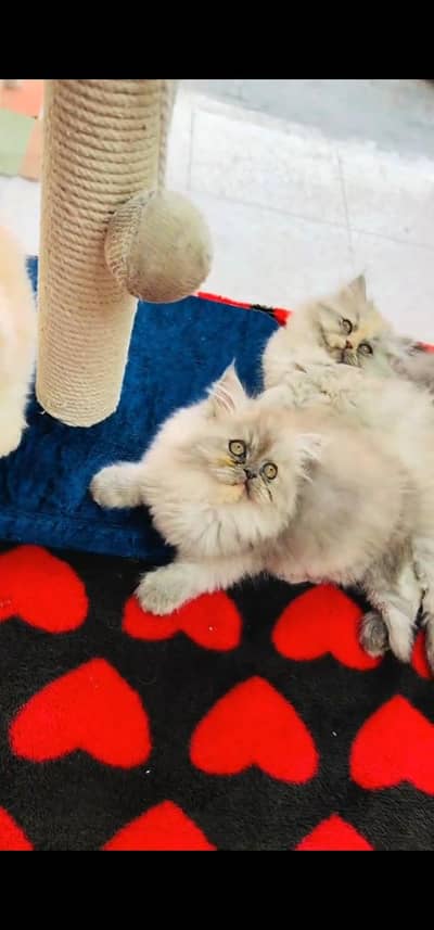 Quality Persian Punch face cat & kitten is 03354625856 WhatsApp