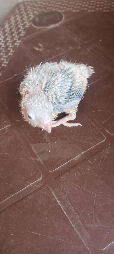 pineapple conure chicks only call or Whatsapp 03089240000