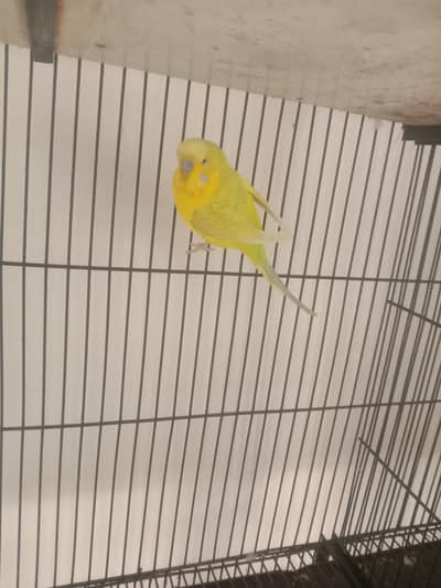 cicktail breeder psir Wtp 03241858868