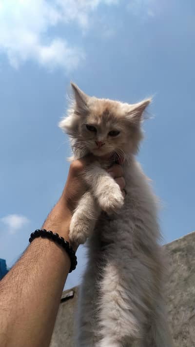 3 Months Old Persian Kittens for Sale – Black Female & Cream Male
