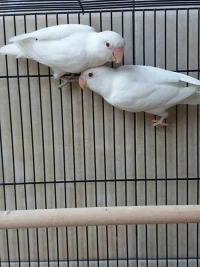 lovebirds beautiful peace