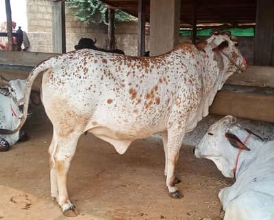 Bachra | Bachiya | Calf |  Pada | Buffalo | Bhence | Cow for Sale