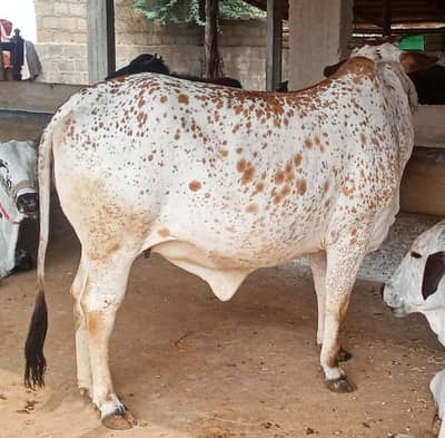 Bachra | Bachiya | Calf |  Pada | Buffalo | Bhence | Cow for Sale