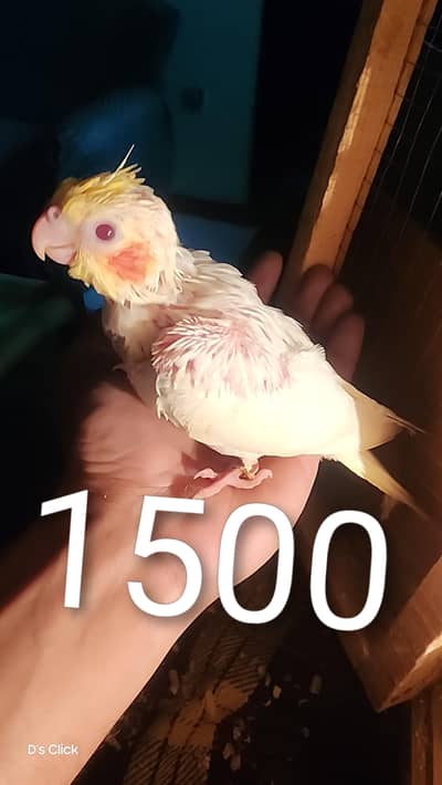 Beautiful king Size parrots