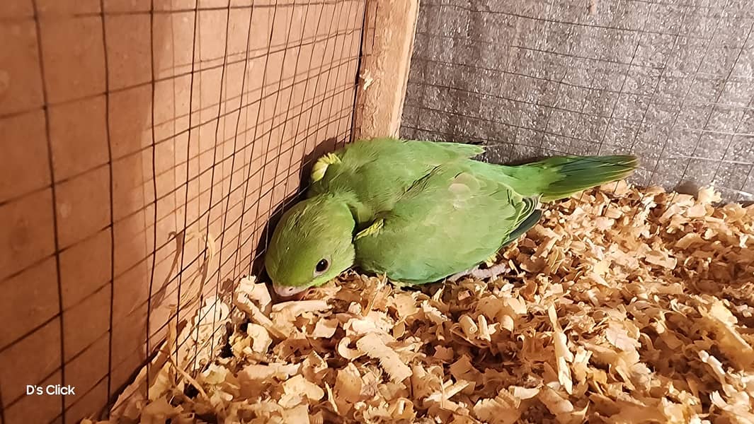 Curated visual reference: Picture Idea: Beautiful King Size Parrots Parrots