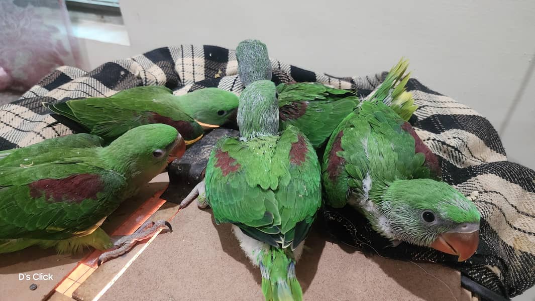 Beautiful King Size Parrots Parrots Photo Inspiration