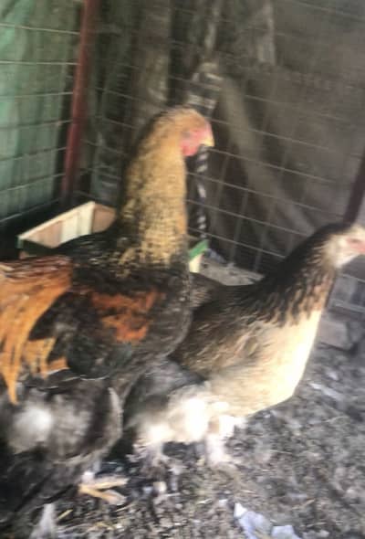 Patridge salmon and buff columbian brahma