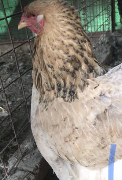 buff columbian brahma female